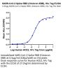 SARS-CoV-2 Spike RBD (Omicron XBB) Protein (XBB-HM1BD)