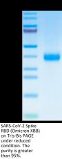 SARS-CoV-2 Spike RBD (Omicron XBB) Protein (XBB-HM1BD)