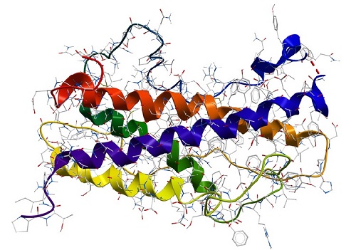 Human growth hormone somatotropin